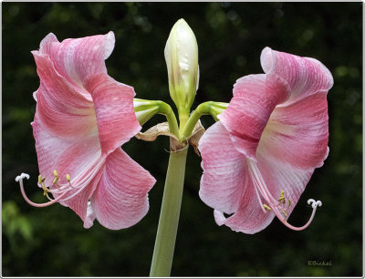 Pink Amaryllis: May 2017