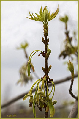 Spring Branch