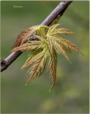 First Leaves
