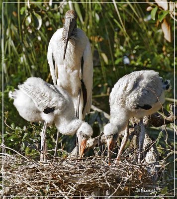Wood Stork Family    