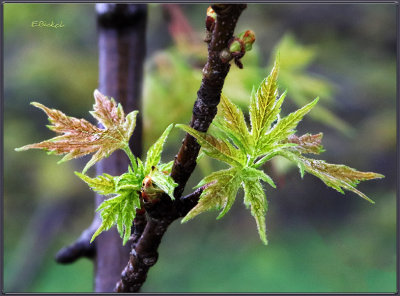 New Leaves
