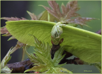 Spring Maple
