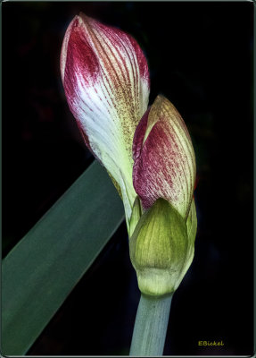 Amaryllis Buds: May 2017