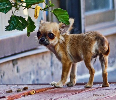 Those Leaves Look Tasty