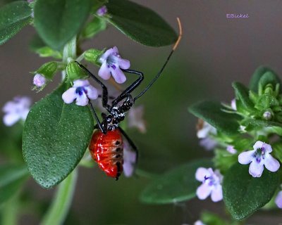 Assassin Bug  on the Thyme