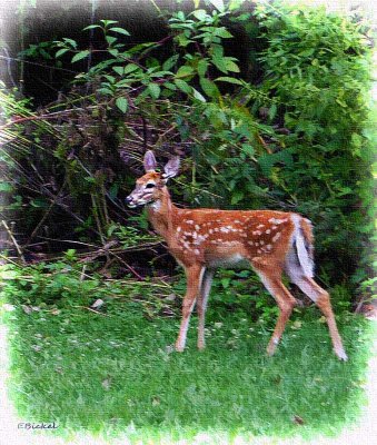 Fawn at the Creek