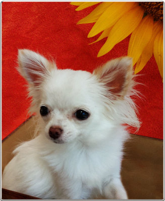 Bailey & the Sunflower 2014