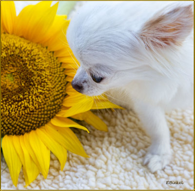 Bailey & the Sunflower 2016