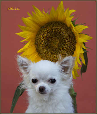 Sunflower Crown 2016
