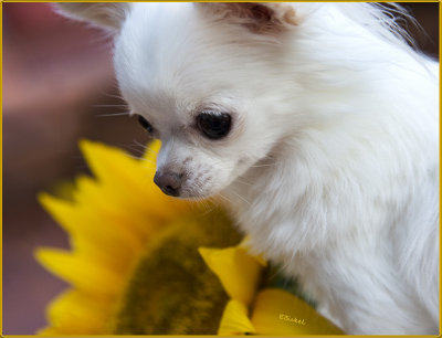 Bailey & the Sunflower 2017