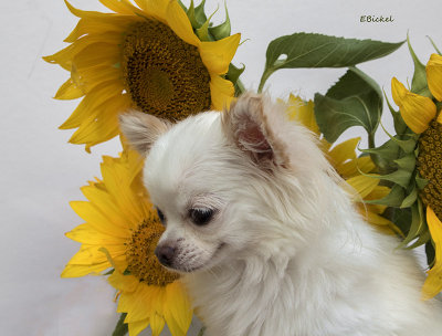 Bailey & the Sunflowers 2017