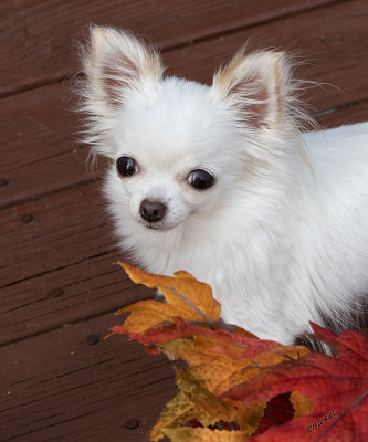 Fall Leaves