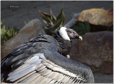 Andean Condor 