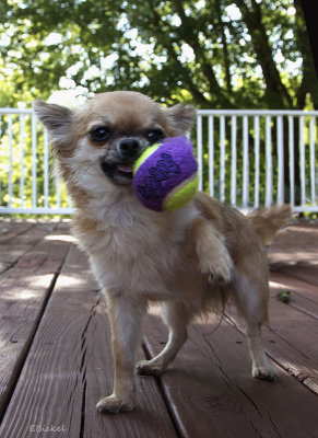 Take My Ball