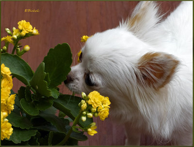 Checking the Kalanchoe