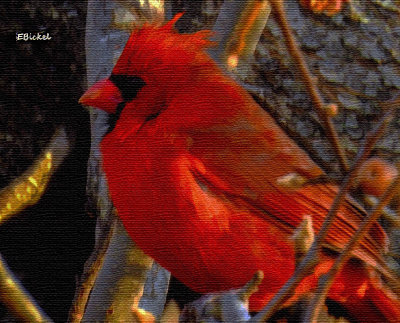 Cardinal 2017
