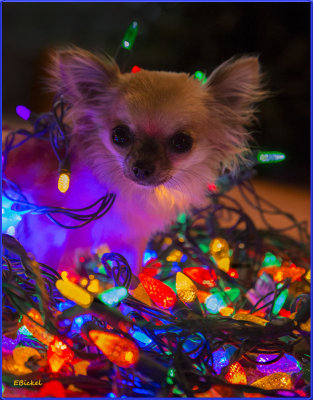 The Twelve Days of Chihuahua Christmas 2017