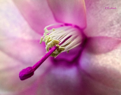 Christmas Cactus 1-08-18