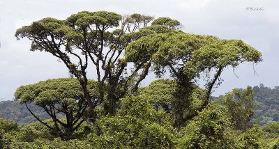 Ceiba Trees