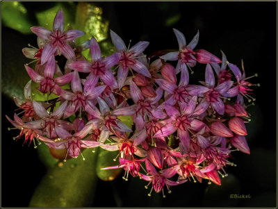 Crassula Ovata