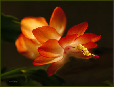 Easter Blooming Christmas Cactus (4-05-18)