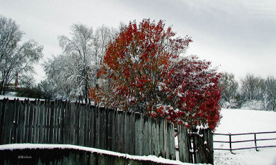Last Color of Fall 2004