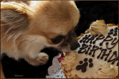 Cake Tasting