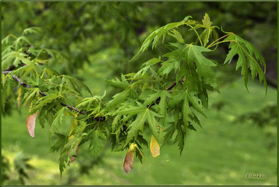 Leafing Out
