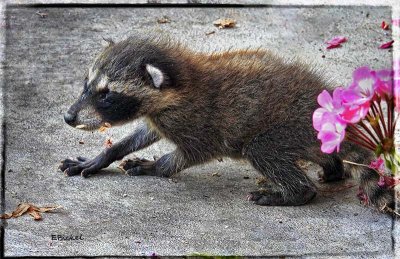 Baby Raccoon 2018
