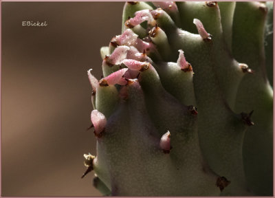 Cora Cactus Flowers