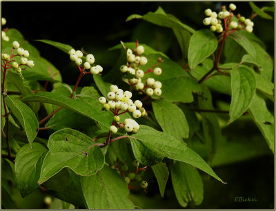 Grey Dogwood 2018