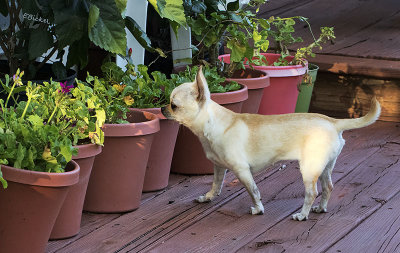 Checking Out the Geraniums