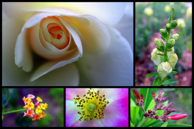 February Macro Collage