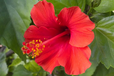 Hibiscus Flower.jpg