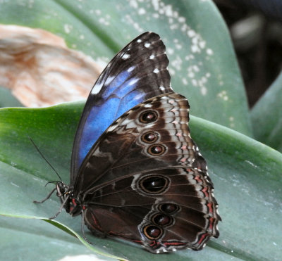 A Blue Morpho butterfly.