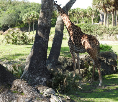 Giraffe hiding.