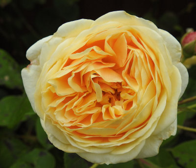 Rose in our garden.