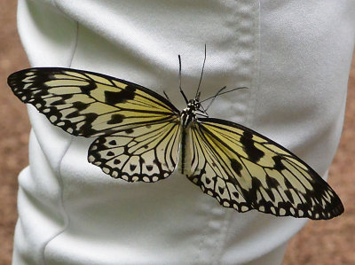 Friendly Butterfly.