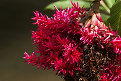 fleur martinique