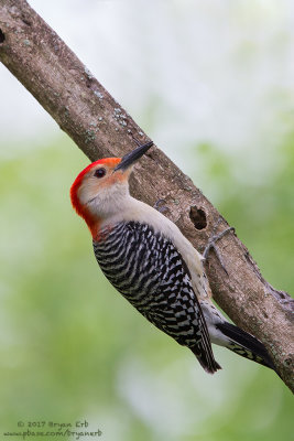 Red-Bellied-Wood-Pecker_MG_1926.jpg