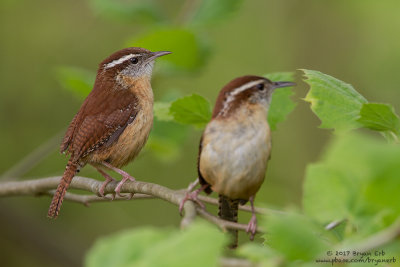 Carolina-Wrens_MG_1860.jpg