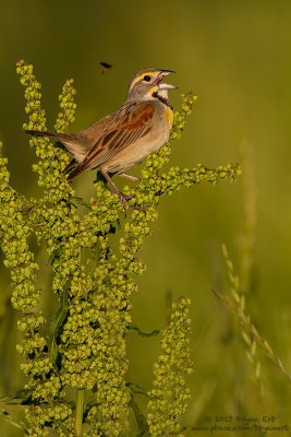 Dickcissel--Friend_MG_2209.jpg