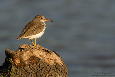 Spotted Sandpiper_MG_2586.jpg