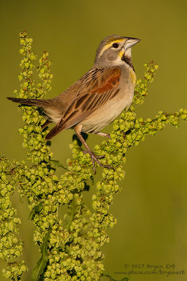 Dickcissel_MG_2168.jpg