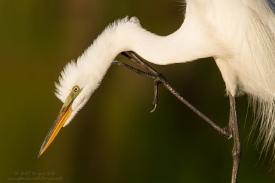 Great-Egret-with-an-itch_MG_3091.jpg