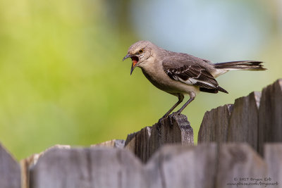 Northern-Mockingbird_MG_3450.jpg