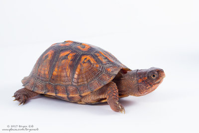 Eastern-Box-Turtle_MG_3654.jpg