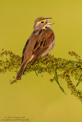 Dickcissel_MG_2274.jpg