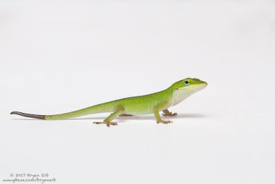 Baby-Green-Anole_MG_4354.jpg