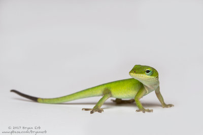 Baby-Green-Anole_MG_4361.jpg